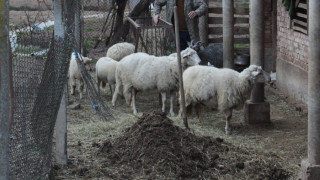 Роми продават по-евтино крадени агнета