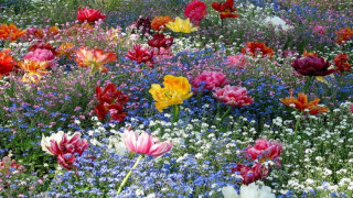 Разкрасяват Пловдив с два милиона цветя