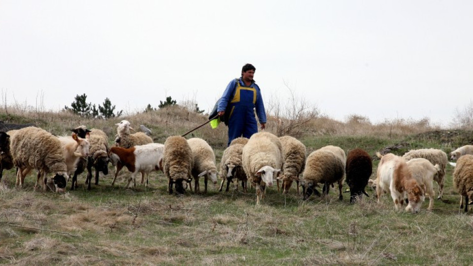 Греков търси 4 млн. лв за животновъдите | StandartNews.com
