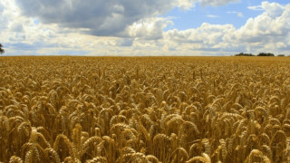 Дъждовете топят печалбата от жито