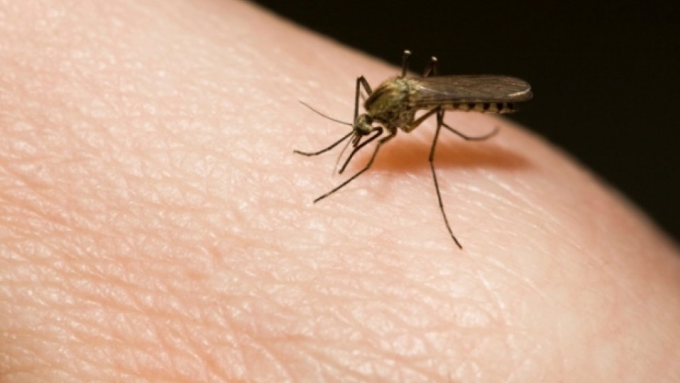 Пускат самолети срещу комарите | StandartNews.com