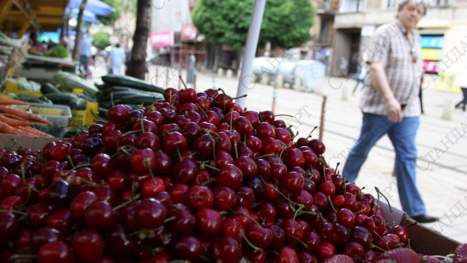 Дъждовете „изядоха” част от черешите и ягодите | StandartNews.com
