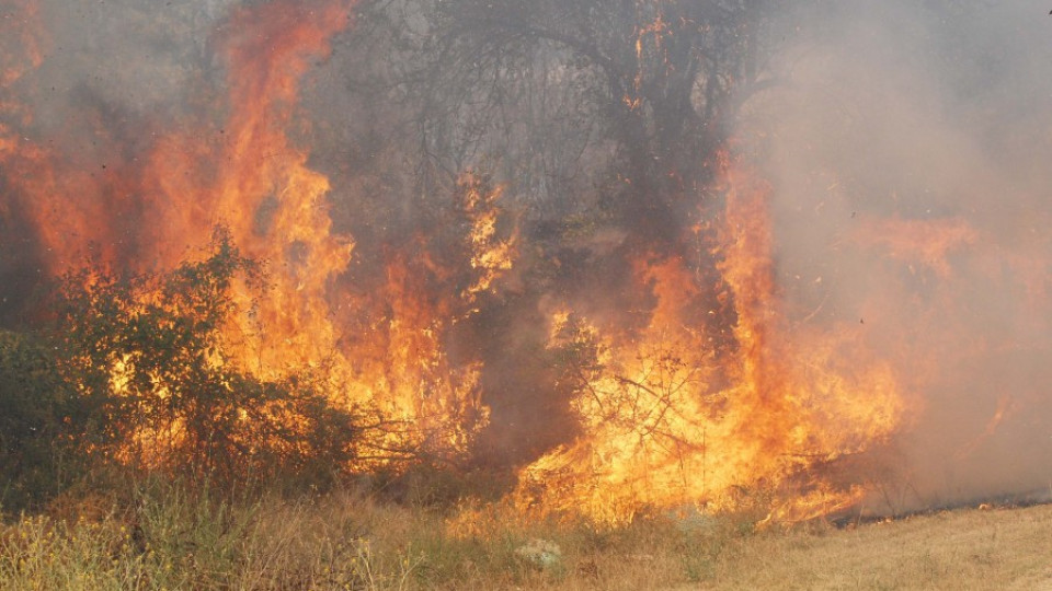 Пламна 100 дка боров масив над Своге | StandartNews.com
