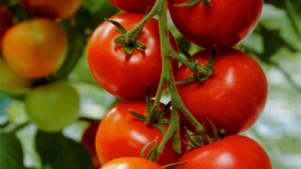 Евтините домати за буркани закъсняват | StandartNews.com