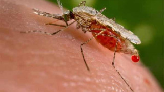 Малария плъзна в Гърция