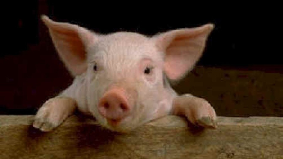 Броят свинете заради африканска чума | StandartNews.com