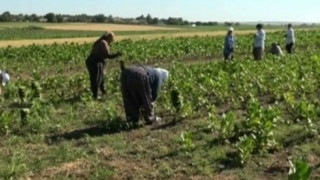 Сушата праща тютюнджии на гурбет