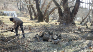 Община не е секла незаконно вековни дървета