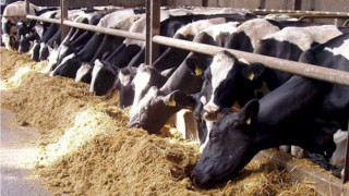 Селскостопанска гимназия продава кравите си