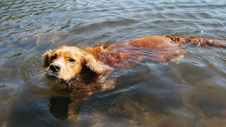 Съпрузи се удавиха, за да спасят кучето си