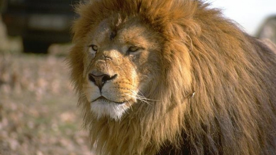 Хайка за лъв беглец в графство Есекс | StandartNews.com