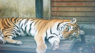 Тигрицата Шели с възпаление на бъбреците