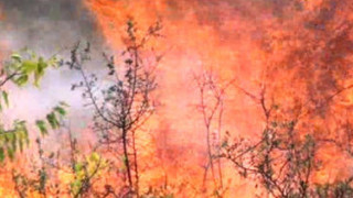 Пожарът край Елхово се разраства