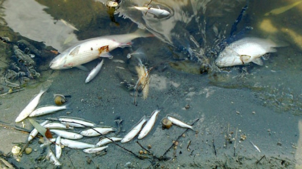 Мъртва риба вмириса язовир Мещица | StandartNews.com