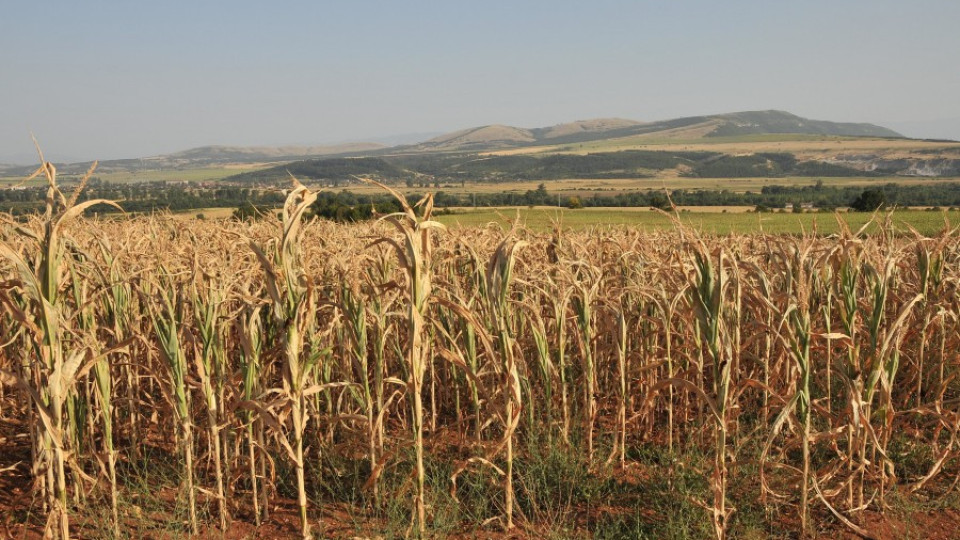 Откраднаха реколта от царевица | StandartNews.com
