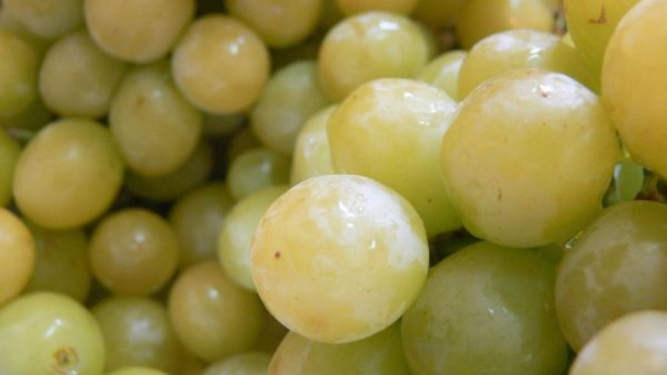Очакват по-скъпо бяло грозде | StandartNews.com