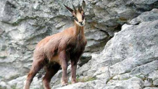 Връщат дивата коза в планината над Чупрене