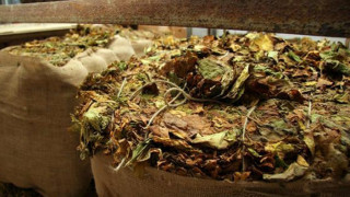 Брюкселски капан за тютюна ни   