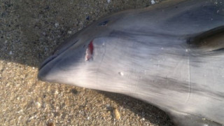 Морето изхвърли 70 мъртви делфина