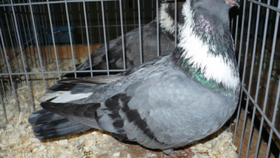 Ромче отмъкна гълъби от храм  | StandartNews.com
