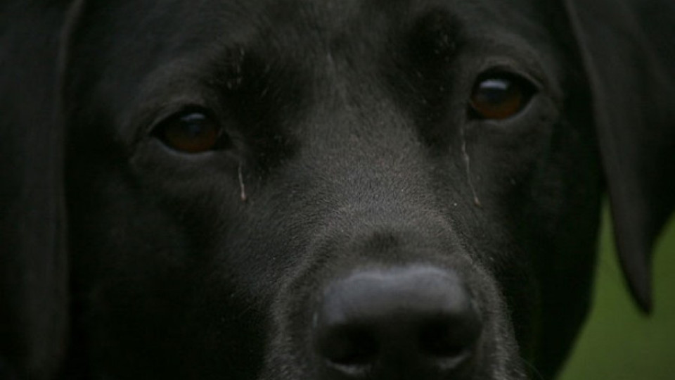 Куче спаси стопанина си от самоубийство | StandartNews.com