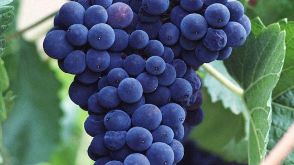 Лозари отказват да продават евтино грозде | StandartNews.com