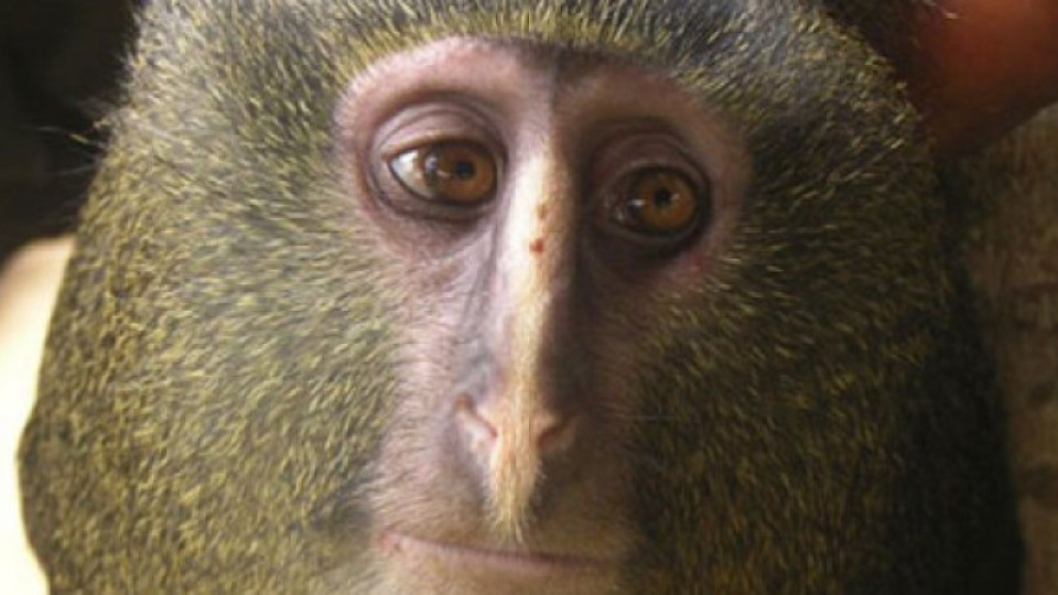 Откриха нова маймуна | StandartNews.com