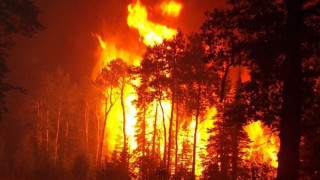 17-годишен палел гората над Батак