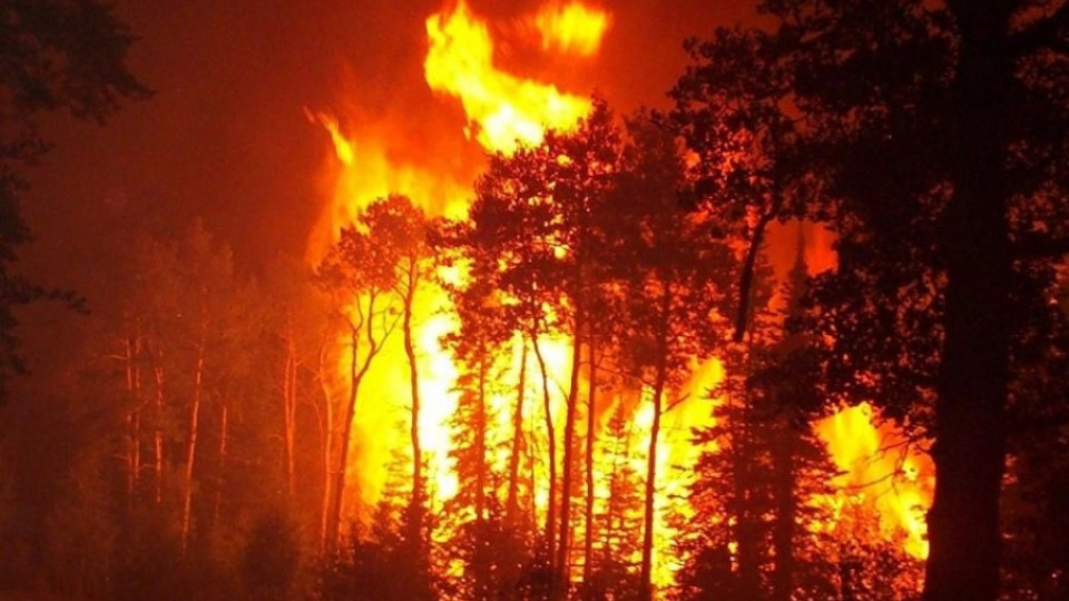 17-годишен палел гората над Батак | StandartNews.com