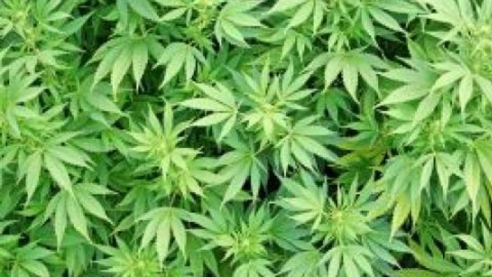 Барети жънат канабис | StandartNews.com
