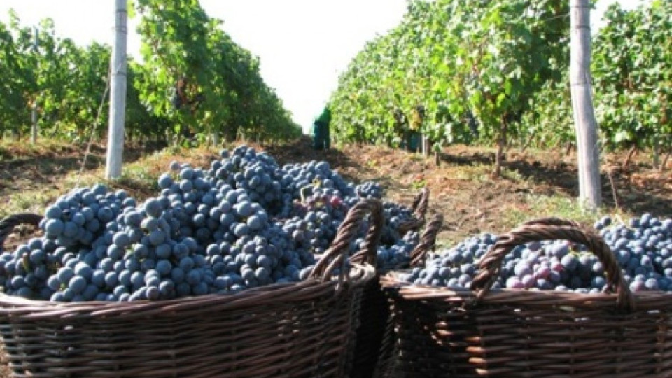 Закопчаха крадци на 200 кила грозде | StandartNews.com