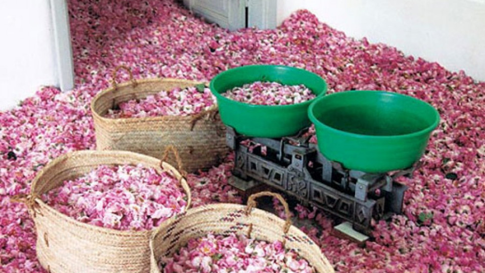 Патентоваме розовото масло | StandartNews.com