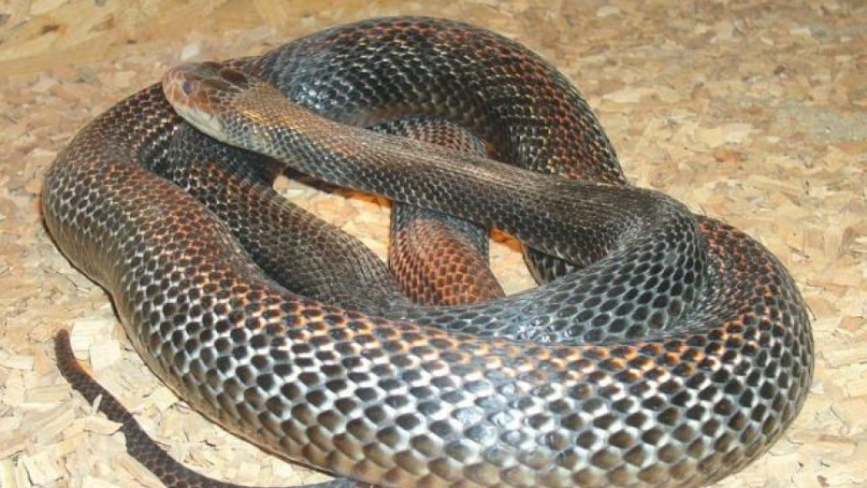Най-опасната змия в света ухапа момче | StandartNews.com