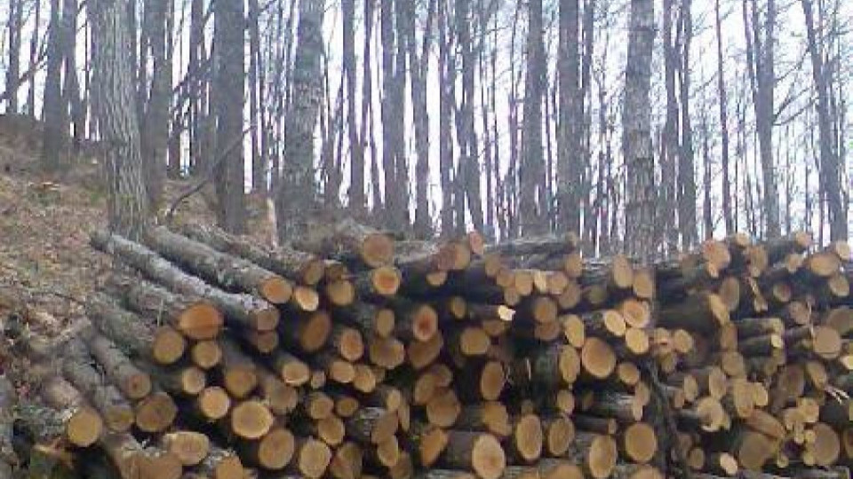 Фалшиви списъци огряха петричани с евтини дърва | StandartNews.com