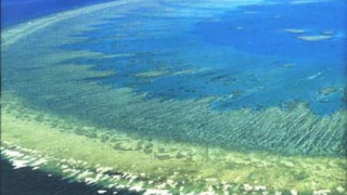 Коралите на големия бариерен риф изчезнали наполовина