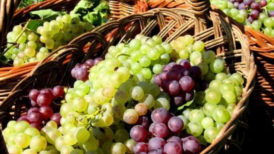 Лозари продават грозде с 30-40% по-скъпо от 2011 г. | StandartNews.com
