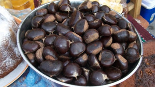 Кестенова гора ще храни село Брежани