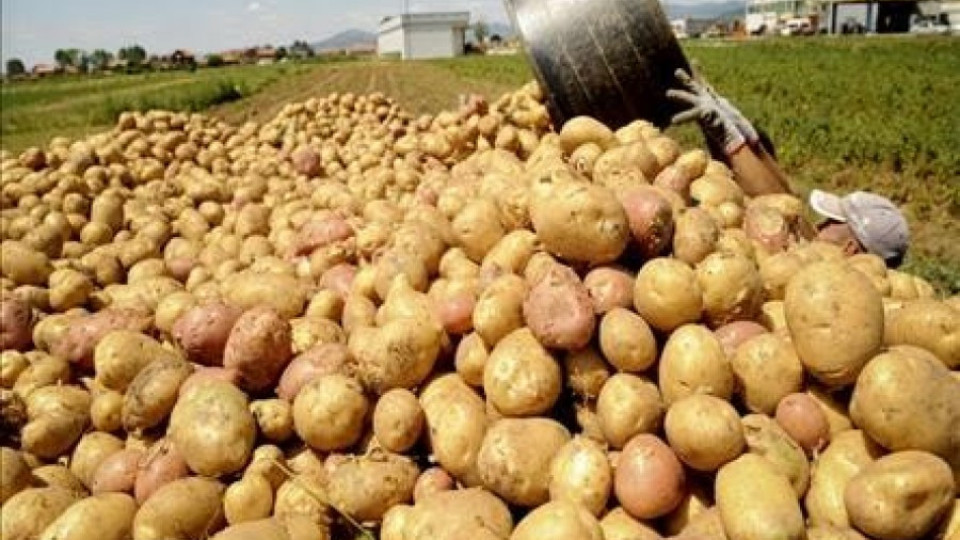 Производители на картофи чакат помощ от държавата | StandartNews.com