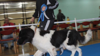 Кучето на Бойко стана световен шампион