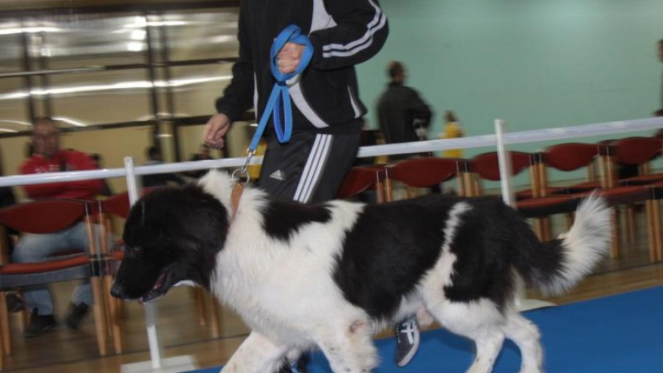 Кучето на Бойко стана световен шампион | StandartNews.com