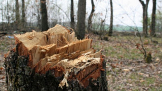 И полиция ще пази горите край Разлог и Банско