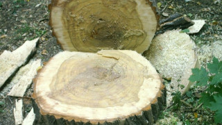Дърво смаза главата на работник край Котел