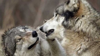 Хайка за вълци в Пирин