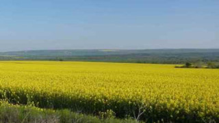 Ядец с рапицата