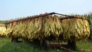 Гърци изкупуват тютюна в Южна България