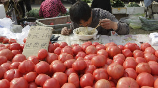 Над 1000 кликнаха доматената революция