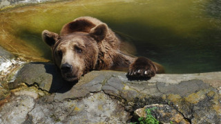 Депутатите забраниха огъня по мечки