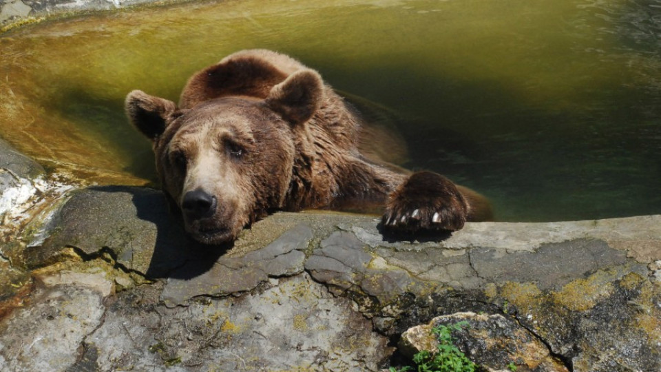 Депутатите забраниха огъня по мечки | StandartNews.com
