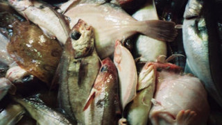 Бракониери уловиха над 1 тон риба