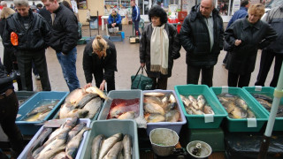 Свалят цената на рибата преди Никулден